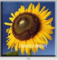 /album/photo-gallery-canvas-uri/decoratiuni-de-perete-canvas-lc-0631-jpg/